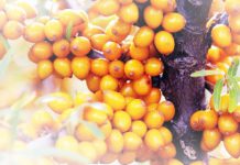 Sanddorn – die Pflanze mit der Superfrucht Sanddorn - die Pflanze mit der Superfrucht