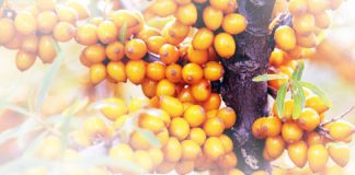 Sanddorn – die Pflanze mit der Superfrucht Sanddorn - die Pflanze mit der Superfrucht
