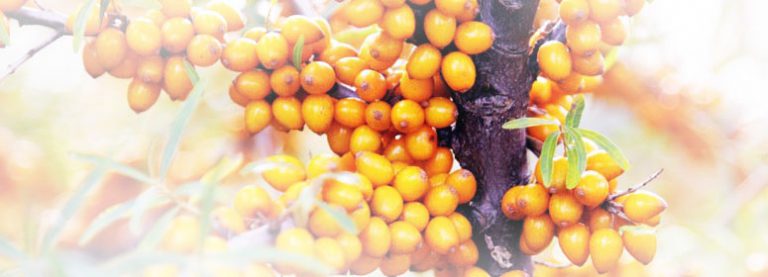 Sanddorn – die Pflanze mit der Superfrucht Sanddorn – die Pflanze mit der Superfrucht