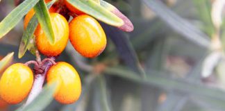 Sanddorn-Quark: das frisch-leichte Sommer-Dessert Rezept: Sanddorn-Quark