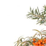 sanddorn-saft-home
