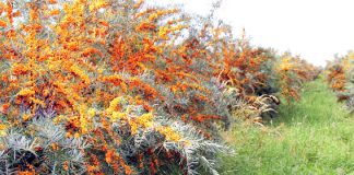 Saft, Trester & Öl: Wie Sanddorn geerntet und verarbeitet wird Bio-Sanddorn aus Deutschland