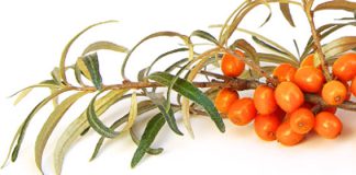 Sanddornsaft in Getränken: Viele leckere Möglichkeiten Sanddornsaft anwenden: Leckere Sanddornsaft-Getränke