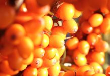 Sanddorn-Kosmetik & -Hautpflege Sanddorn-Kosmetik: Handcreme, Gesichts- und Körperpflege