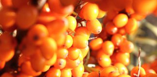 Sanddorn-Kosmetik & -Hautpflege Sanddorn-Kosmetik: Handcreme, Gesichts- und Körperpflege